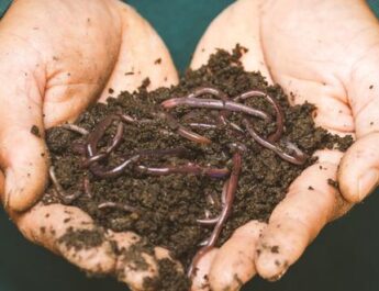 Cómo hacer compost casero para nuestras plantas o jardín