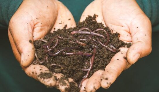 Cómo hacer compost casero para nuestras plantas o jardín