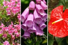 Las 22 plantas comunes más tóxicas para perros y gatos