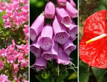 Las 22 plantas comunes más tóxicas para perros y gatos