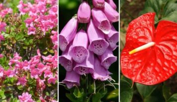 Las 22 plantas comunes más tóxicas para perros y gatos