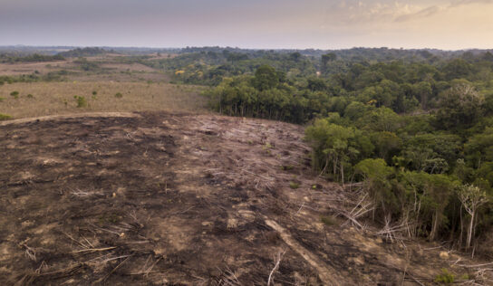 La Amazonía está a punto de sucumbir ante la crisis climática y convertirse en una sabana