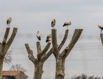 Por qué las cigüeñas y otras aves duermen de pie