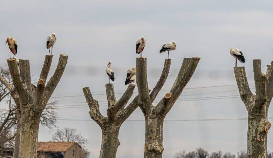 Por qué las cigüeñas y otras aves duermen de pie