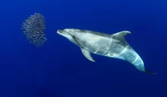 Una extraña biotoxina está matando decenas de delfines en las Islas Canarias
