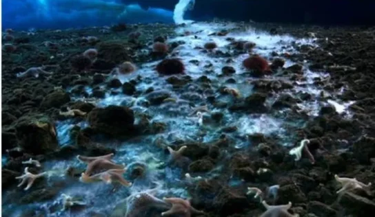 Conoce el brinicle o dedo de la muerte; el ciclón del mar