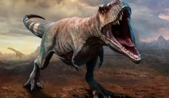 Dinosaurio T-Rex posiblemente tuvo tres especies diferentes, según estudio