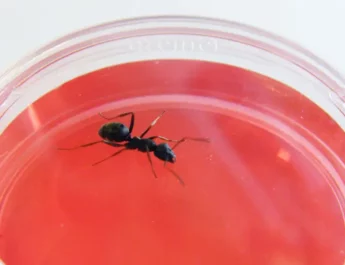 Descubren que las hormigas pueden ser mejores que los perros para olfatear el cáncer