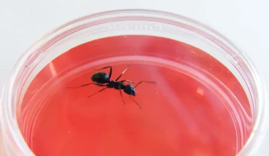 Descubren que las hormigas pueden ser mejores que los perros para olfatear el cáncer