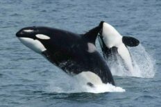 Especie cosmopolita: qué es y ejemplos