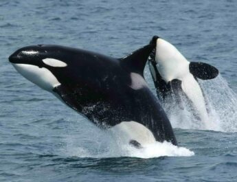 Especie cosmopolita: qué es y ejemplos