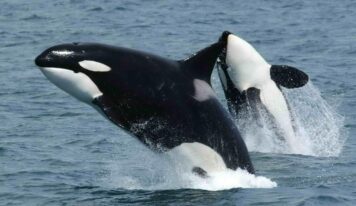 Especie cosmopolita: qué es y ejemplos