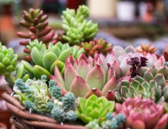 Suculentas: 4 abonos caseros con restos de comida y basura orgánica para hacer crecer RÁPIDO tus plantas
