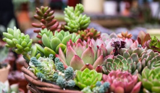 Suculentas: 4 abonos caseros con restos de comida y basura orgánica para hacer crecer RÁPIDO tus plantas