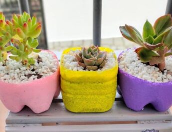 Jardinería: ¿Cómo reciclar botellas de plástico para hacer macetas de suculentas?