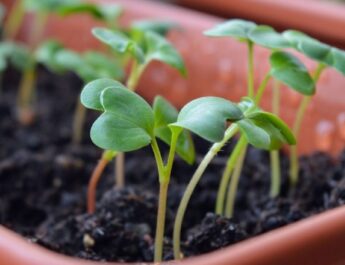 ¿Cómo puedo tener un buen huerto en casa?, sigue estos consejos y conviértete en un experto