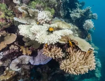 Gran Barrera de Coral de Australia sufre sexto evento de blanqueamiento masivo