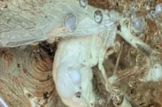 Hallan insecto que vivió hace más de 30 millones de años