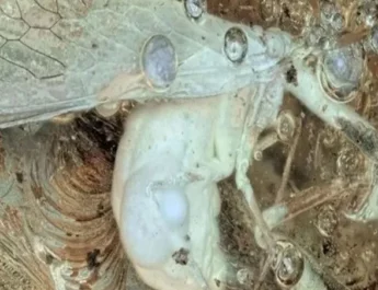 Hallan insecto que vivió hace más de 30 millones de años