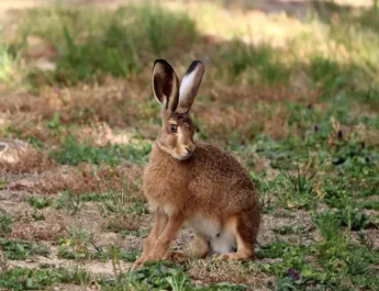 Curiosidades: Animales que saltan alto