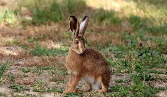 Curiosidades: Animales que saltan alto