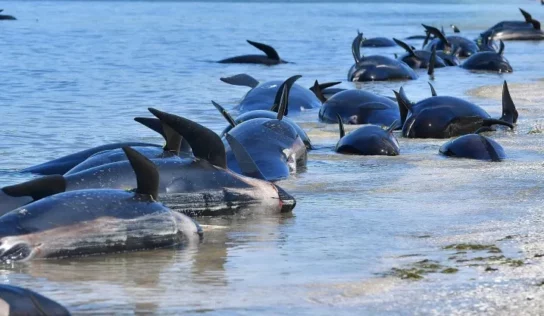 Más de 25 ballenas mueren varadas en las costas de Nueva Zelanda