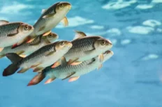 Estudio revela que los peces pueden hacer matemáticas, al igual que los humanos