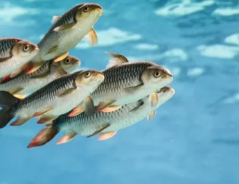 Estudio revela que los peces pueden hacer matemáticas, al igual que los humanos