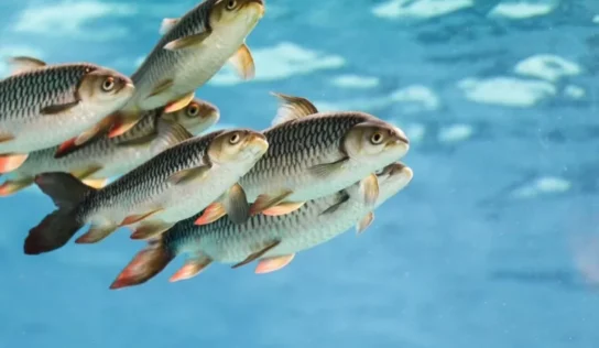 Estudio revela que los peces pueden hacer matemáticas, al igual que los humanos