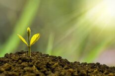 Las primeras plantas terrestres de la historia