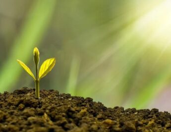 Las primeras plantas terrestres de la historia