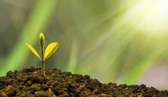 Las primeras plantas terrestres de la historia