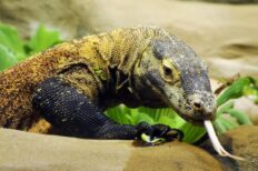 Por qué los animales venenosos no se mueren con su veneno