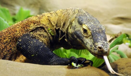 Por qué los animales venenosos no se mueren con su veneno