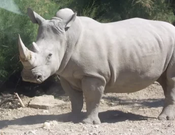 ¿Cómo funciona el alquiler de vientre para salvar el Rinoceronte Blanco?