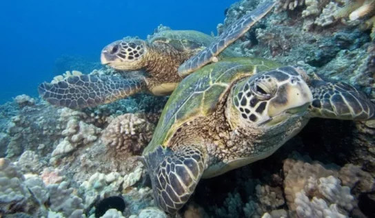 Contaminación acústica: la principal causa de sordera en tortugas