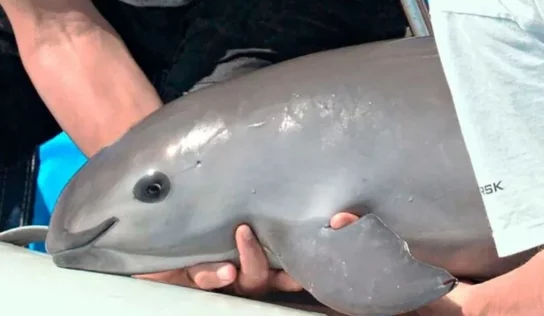 México reconoce que necesita ayuda para salvar a la vaquita marina