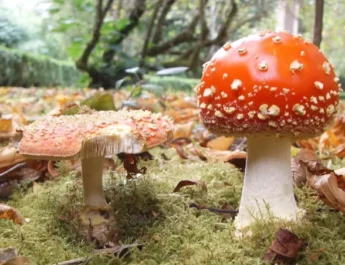 Los hongos ‘hablan entre ellos y tienen un vocabulario de 50 palabras’