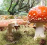 Los hongos ‘hablan entre ellos y tienen un vocabulario de 50 palabras’
